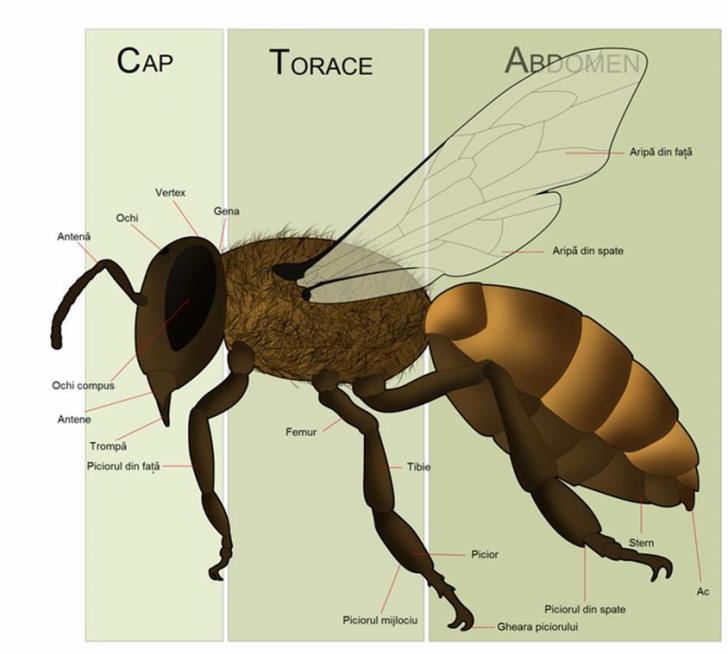 Fisier:Anatomia albinei.png