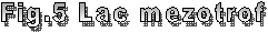 Fig.5 Lac mezotrof