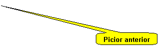 Rounded Rectangular Callout: Picior anterior