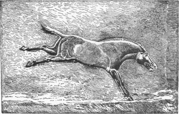 FIG. 7.�WILD ASS. BAS-RELIEF, BRITISH MUSEUM.

(FROM PERROT AND CHIPIEZ.)