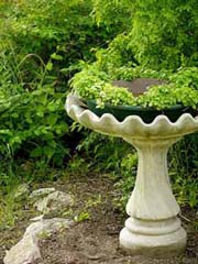 birdbath3.jpg