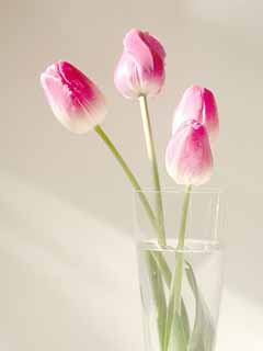 tulipsgo.jpg