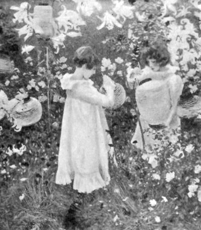 FIG. 109.�SARGENT. 'CARNATION LILY, LILY ROSE.'