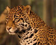 The Jaguar is a typical animal of the Brazilian rain forests.