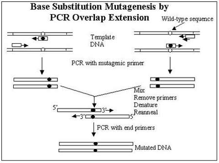 Mutagenesis