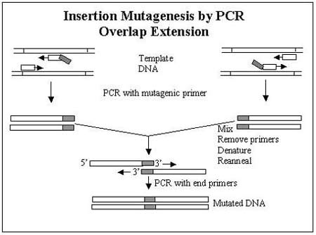 Mutagenesis