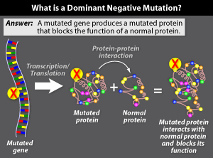 Dominant Negative