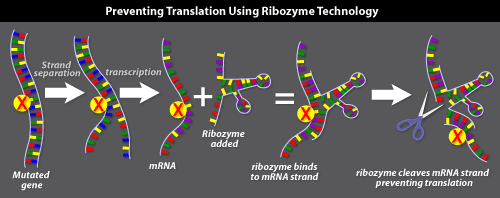 Ribozymes