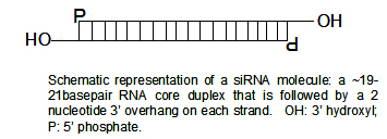 Image:SiRNA_structure2.jpg