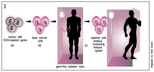 illustration of vectors with SCID-repaired genes being joined with bone marrow cells and the resulting repaired cells