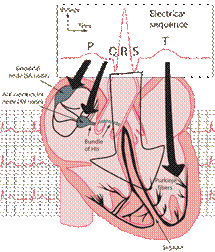 https://hyperphysics.phy-astr.gsu.edu/hbase/biology/imgbio/heartelec2.gif