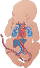 Fetal Circulation