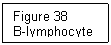 Text Box: Figure 38
B-lymphocyte
