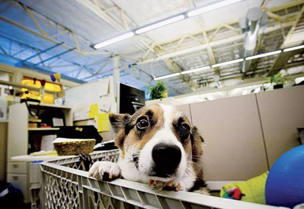 TIME Photo Essay: Life in the Googleplex: Inside Google Headquarters

. Googlers are permitted to bring their dogs (but not cats) to the workplace.

. PHOTO BY EROS HOAGLAND / REDUX FOR TIME