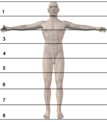 Anatomia