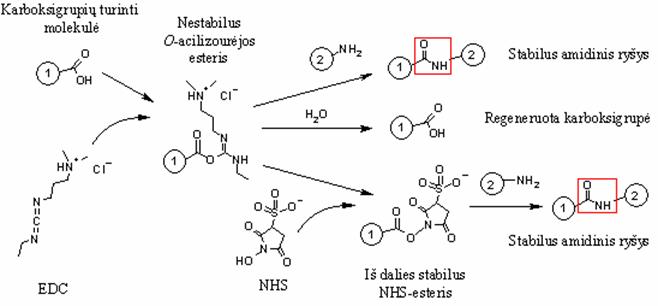 karbodimidinis___rysys