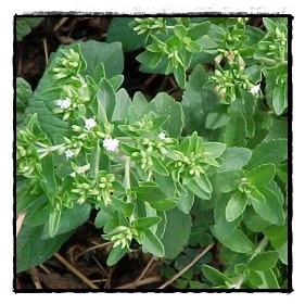 Stevia