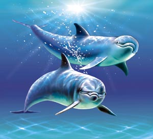 delphins.jpg