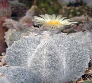 Astrophytum