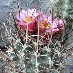 Sclerocactus