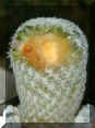 Fusarium