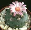 Lophophora