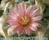 Lophophora