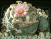 Lophophora