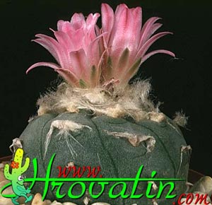 Lophophora