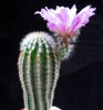 Echinocereus