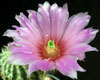 Echinocereus