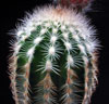 Echinocereus