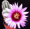 Echinocereus