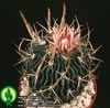 Echinofossulocactus