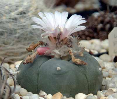 Lophophora