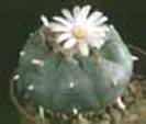 Lophophora