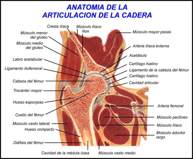 Articulacion