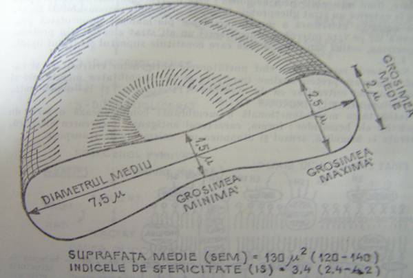 fiziologie 068