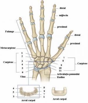 cum să tratezi durerea de la picioare sub genunchi osteoartrita se manifesta leziunea predominanta a coloanei cervicale