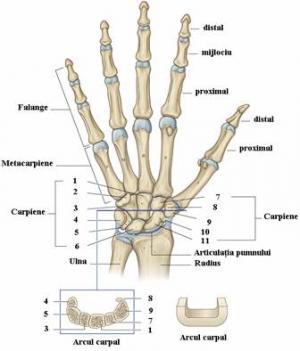 care sunt articulatiile mainii