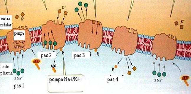 na-k