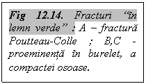 Text Box: Fig 12.14. Fracturi “in lemn verde” : A – fractura Poutteau-Colle ; B,C - proeminenta in burelet, a compactei osoase.