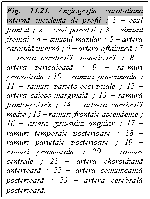 Text Box: Fig. 14.24. Angiografie carotidiana interna, incidenta de profil : 1 - osul frontal ; 2 - osul parietal ; 3 - sinusul frontal ; 4 - sinusul maxilar ; 5 - artera carotida interna ; 6 - artera oftalmica ; 7 - artera cerebrala ante-rioara ; 8 - artera pericaloasa ; 9 - ra-muri precentrale ; 10 - ramuri pre-cuneale ; 11 - ramuri parieto-occi-pitale ; 12 - artera caloso-marginala ; 13 - ramura fronto-polara ; 14 - arte-ra cerebrala medie ; 15 - ramuri frontale ascendente ; 16 - artera giru-sului angular ; 17 - ramuri temporale posterioare ; 18 - ramuri parietale posterioare ; 19 - ramuri precentrale ; 20 - ramuri centrale ; 21 - artera choroidiana anterioara ; 22 - artera comunicanta posterioara ; 23 - artera cerebrala posterioara.