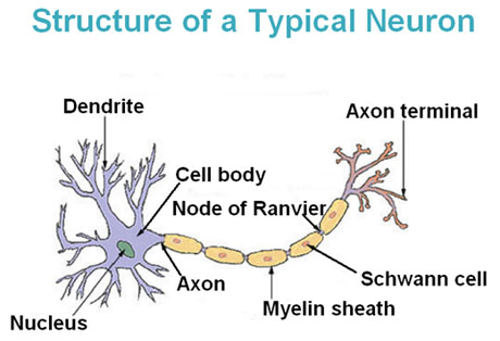 Fisier:Neuron.jpg