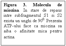 Text Box: Figura 3. Molecula de miozina. In stare de repaus intre subfragmentul S1 si S2 exista un unghi de 900. Prezenta ATP-ului face ca miozina sa aiba o afinitate mica pentru actina.