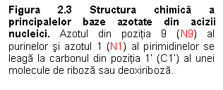 Text Box: Figura 2.3 Structura chimica a principalelor baze azotate din acizii nucleici. Azotul din pozitia 9 (N9) al purinelor si azotul 1 (N1) al pirimidinelor se leaga la carbonul din pozitia 1' (C1') al unei molecule de riboza sau deoxiriboza.