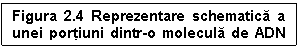 Text Box: Figura 2.4 Reprezentare schematica a unei portiuni dintr-o molecula de ADN d.c.