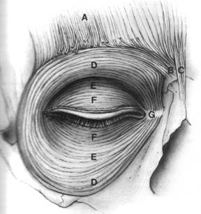 Nervul oculomotor [III]