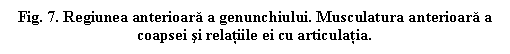 Text Box: Fig. 7. Regiunea anterioara a genunchiului. Musculatura anterioara a coapsei si relatiile ei cu articulatia.