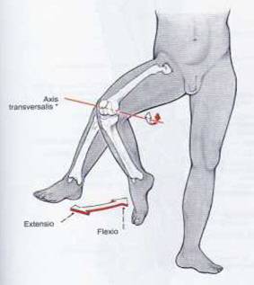 Biomecanica genunchiului